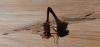 Sympetrum sp.